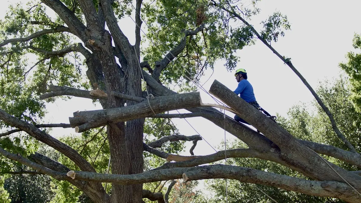 Professional Crown Thinning performed by certified arborists in Gosport