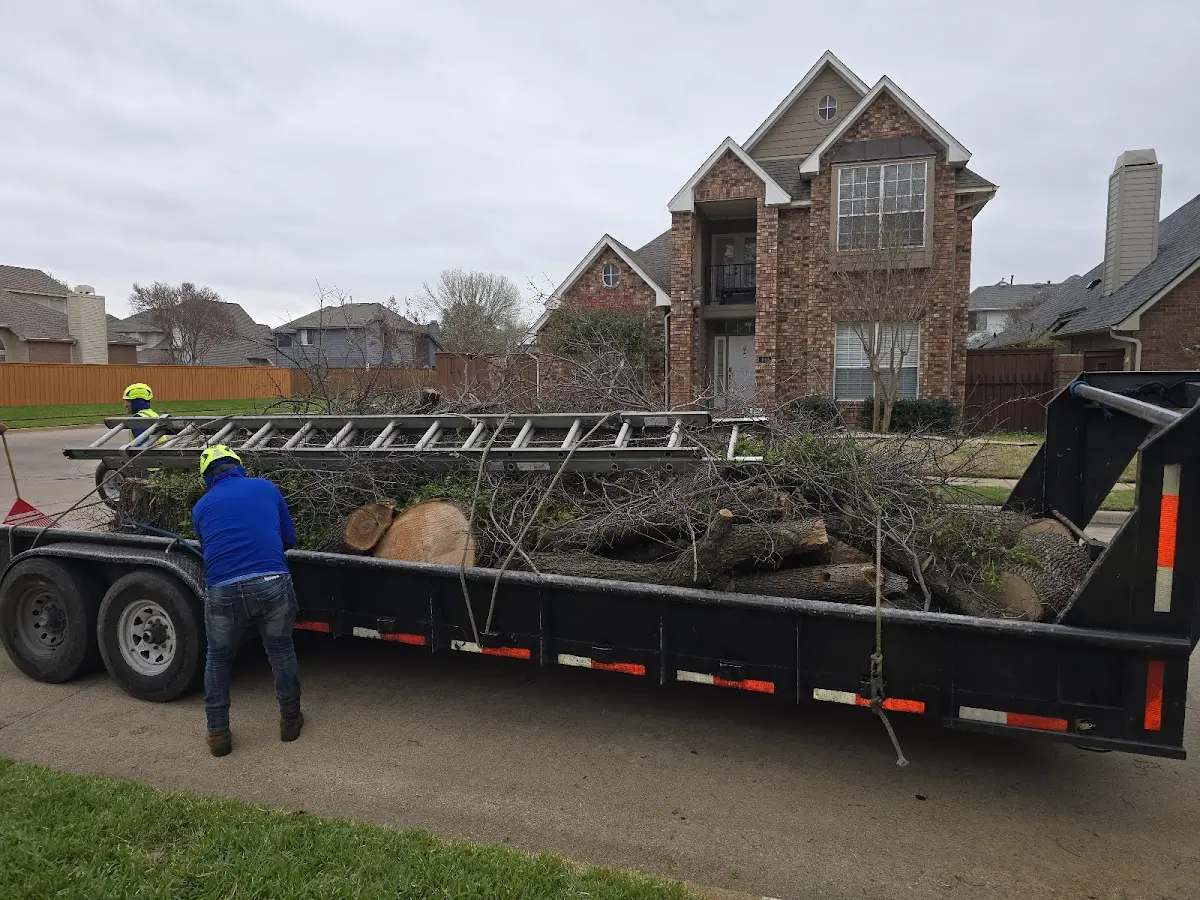 Expert Tree Removal with proper safety equipment in Gosport